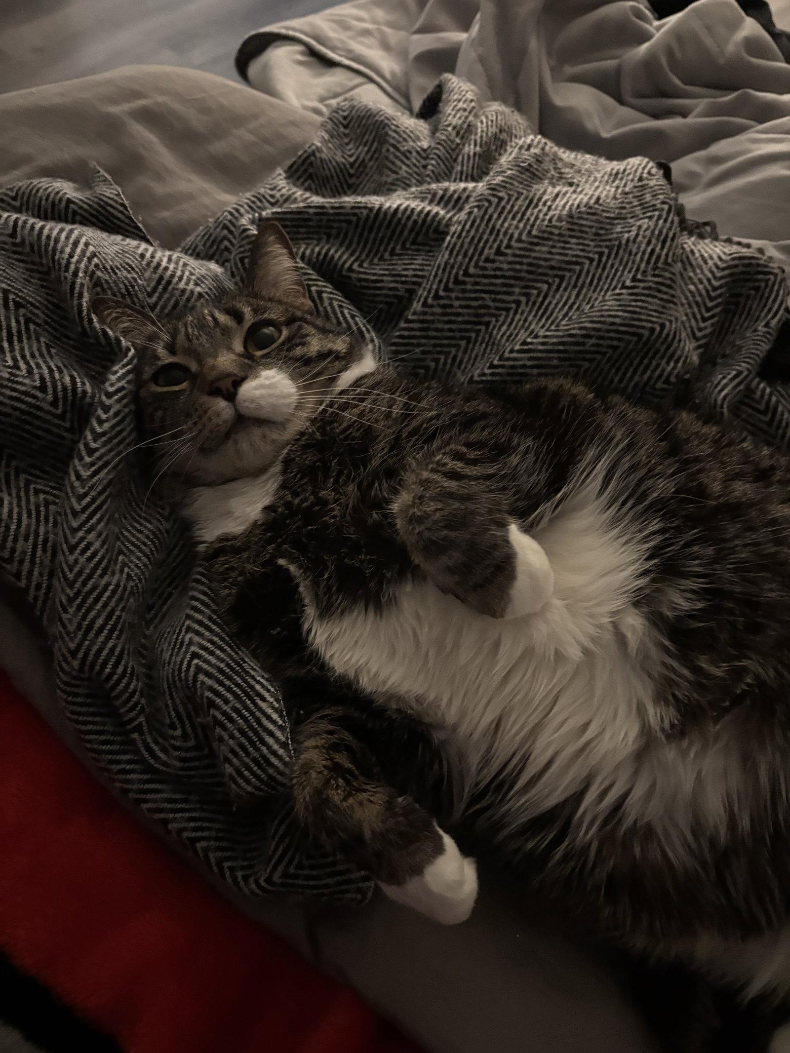 Enlarge Matsi, a Adoptable Domestic Short Hair in Trenton, NJ image 3/3