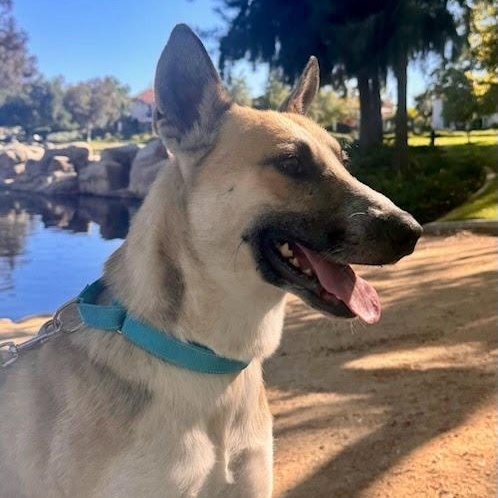 Enlarge Gryffin, a Adoptable mixed breed in Rancho Santa Margarita, CA image 6/6