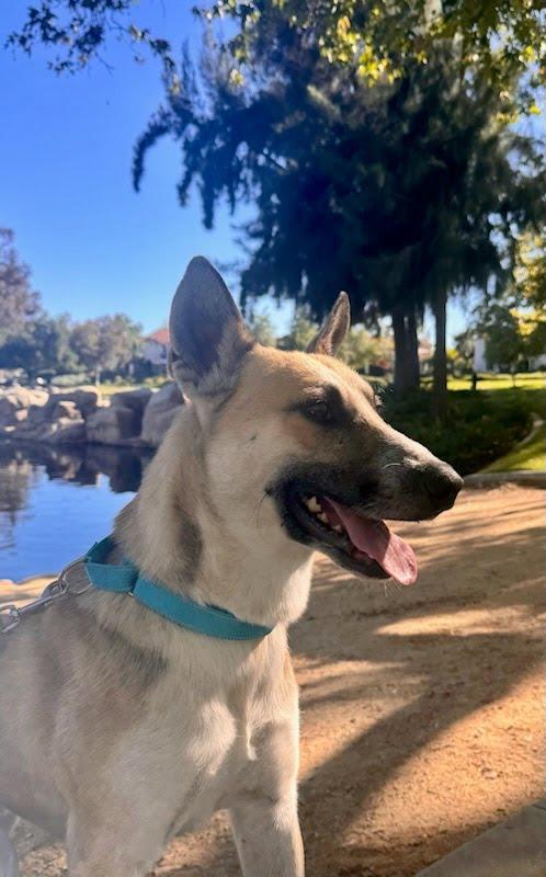 Enlarge Gryffin, a ADOPTABLE mixed breed in Rancho Santa Margarita, CA image 5/5