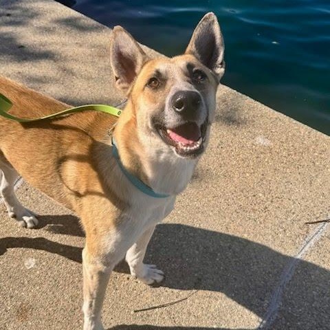 Enlarge Gryffin, a Adoptable mixed breed in Rancho Santa Margarita, CA image 1/6