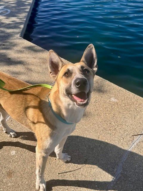 Enlarge Gryffin, a ADOPTABLE mixed breed in Rancho Santa Margarita, CA image 2/5