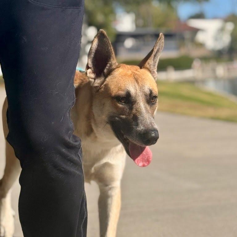 Enlarge Gryffin, a Adoptable mixed breed in Rancho Santa Margarita, CA image 5/6