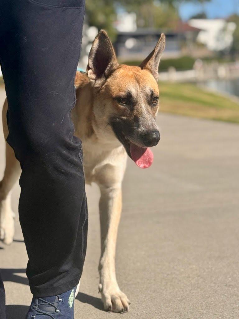 Enlarge Gryffin, a ADOPTABLE mixed breed in Rancho Santa Margarita, CA image 4/5
