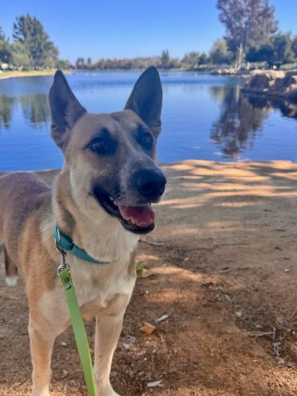 Gryffin, ADOPTABLE, Adult Male Shepherd.