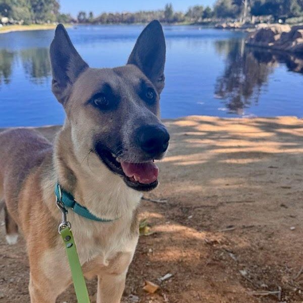 Enlarge Gryffin, a Adoptable mixed breed in Rancho Santa Margarita, CA image 3/6