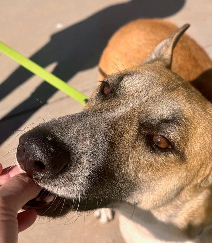 Enlarge Gryffin, a ADOPTABLE mixed breed in Rancho Santa Margarita, CA image 3/5