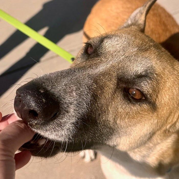 Enlarge Gryffin, a Adoptable mixed breed in Rancho Santa Margarita, CA image 4/6