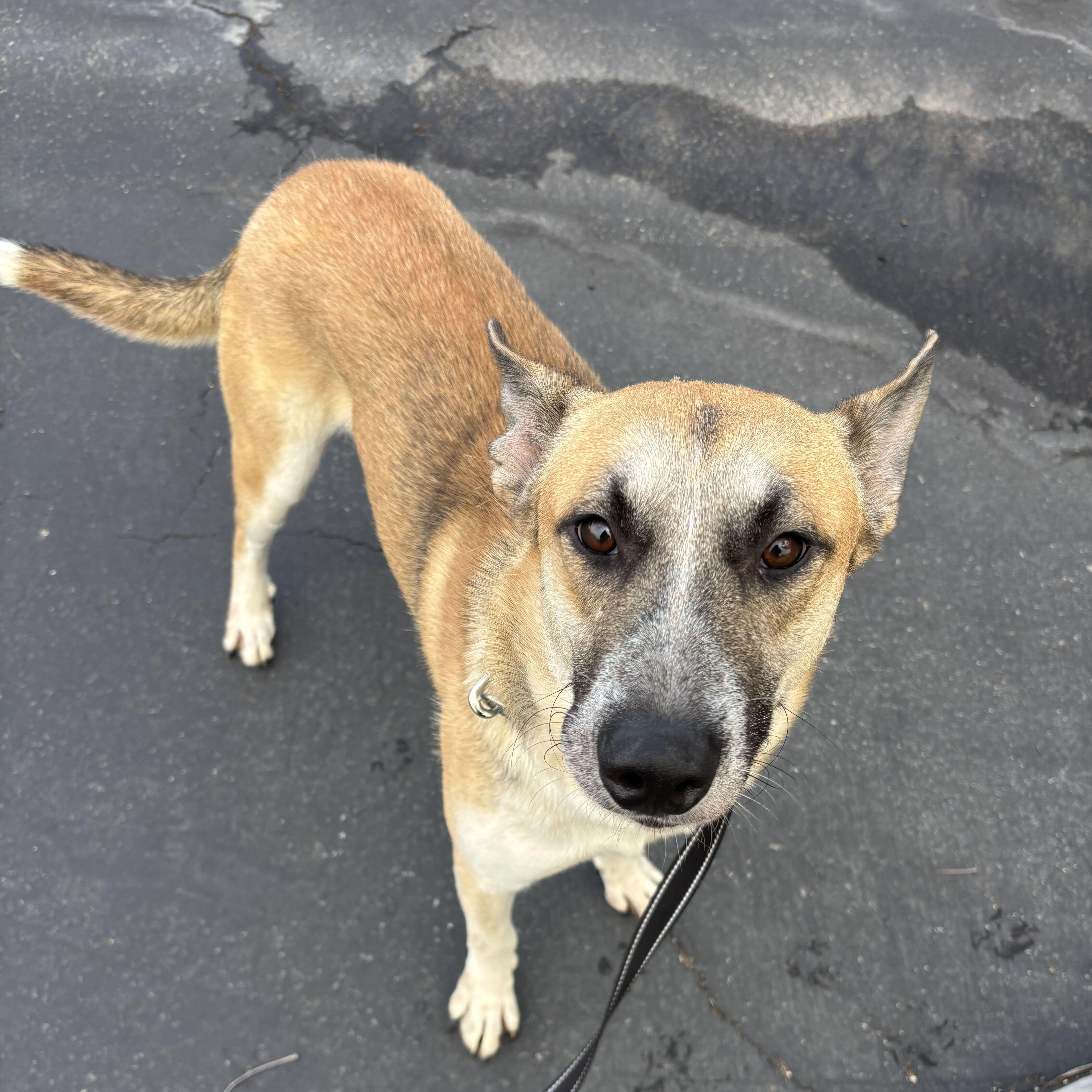 Enlarge Gryffin, a Adoptable mixed breed in Rancho Santa Margarita, CA image 2/6