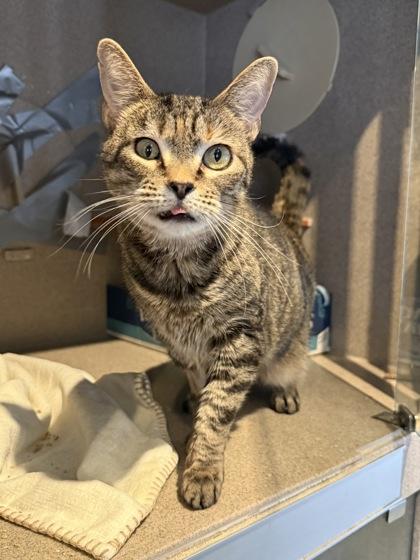 Andra, Adoptable, Adult Female Domestic Short Hair & Domestic Short Hair.