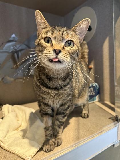 Andra, a Adoptable mixed breed in Washington, DC image 2/3
