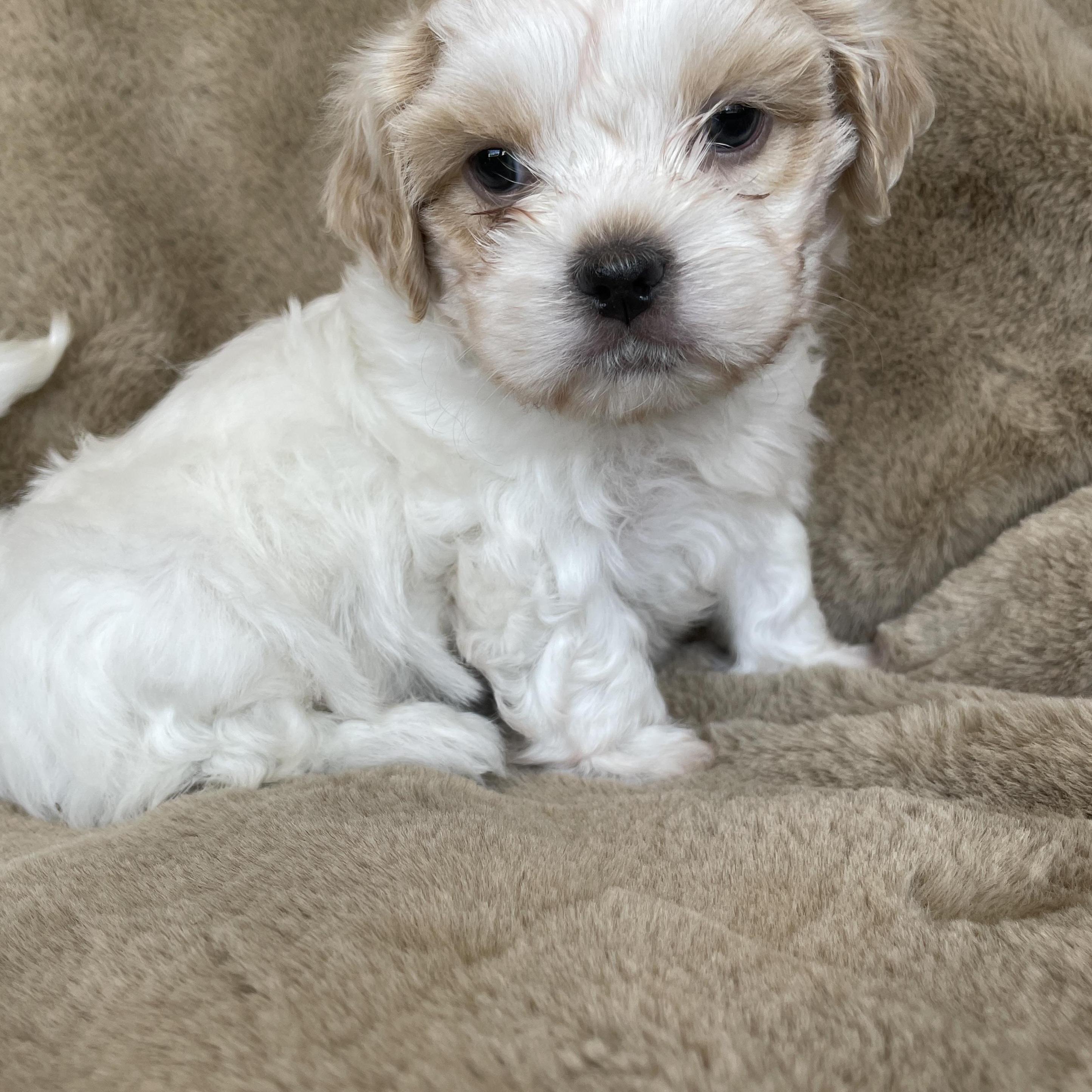 Enlarge Dash Pudding, a Adoption Pending Shih Tzu in Andover, MA image 6/6