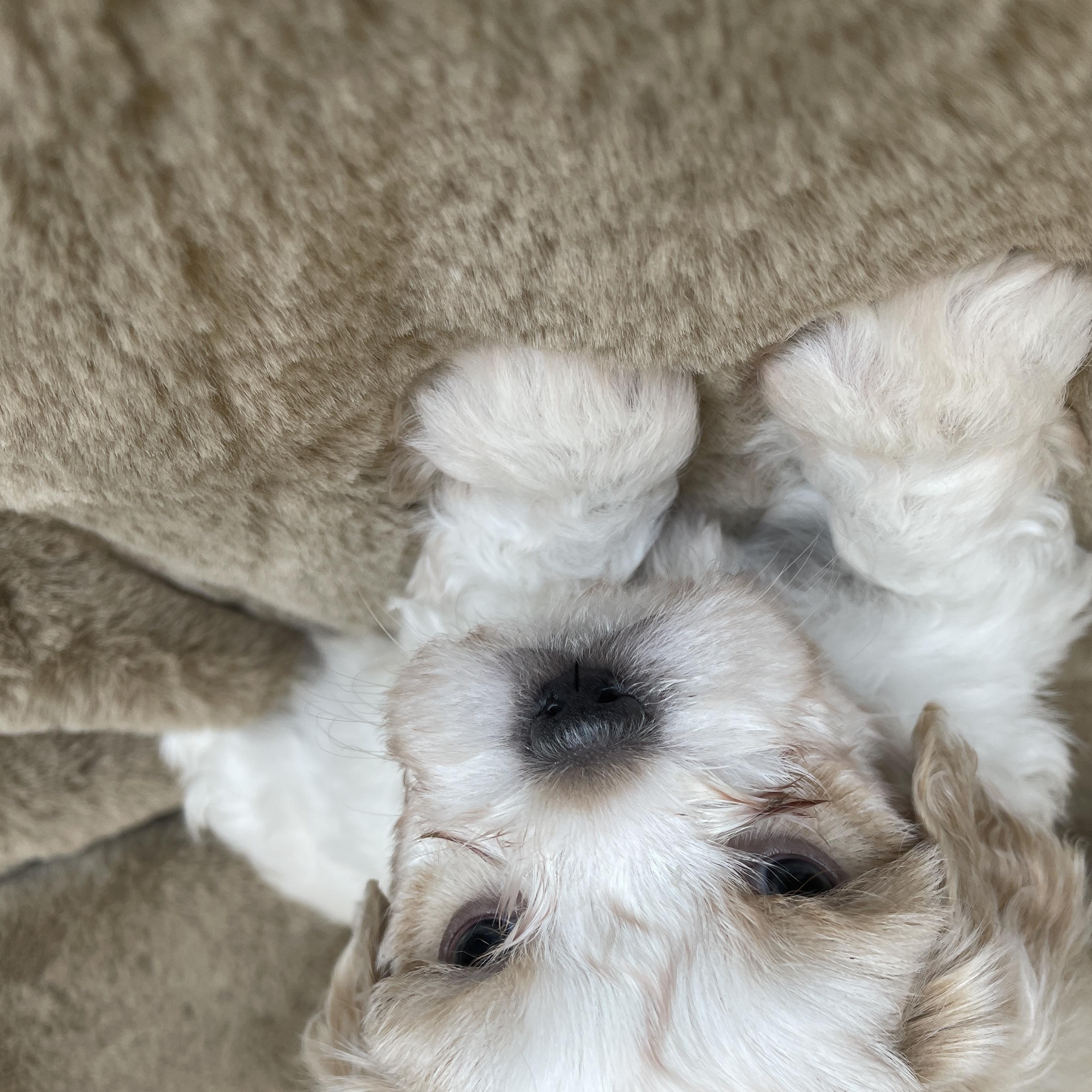 Enlarge Dash Pudding, a Adoption Pending Shih Tzu in Andover, MA image 4/6