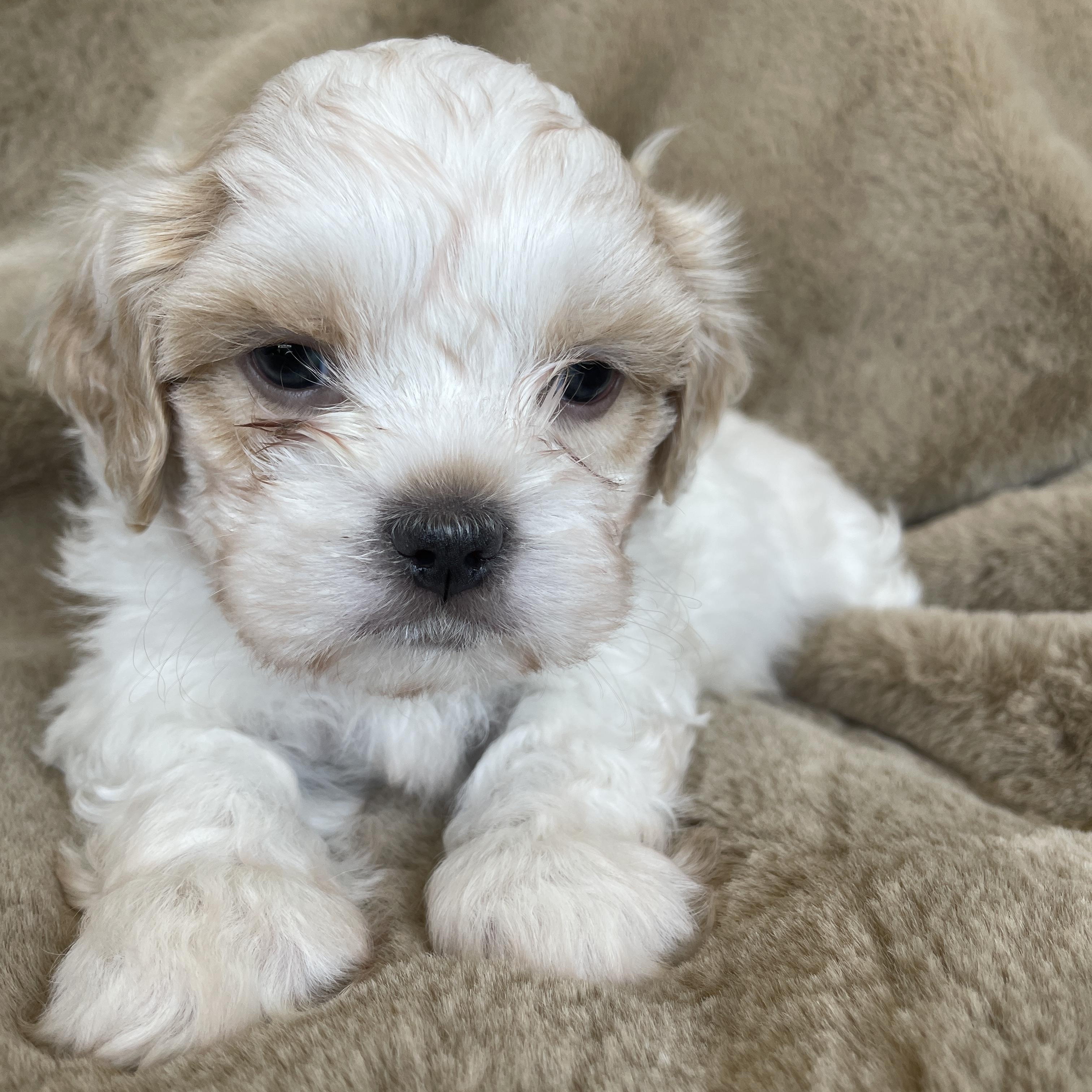 Enlarge Dash Pudding, a Adoption Pending Shih Tzu in Andover, MA image 3/6