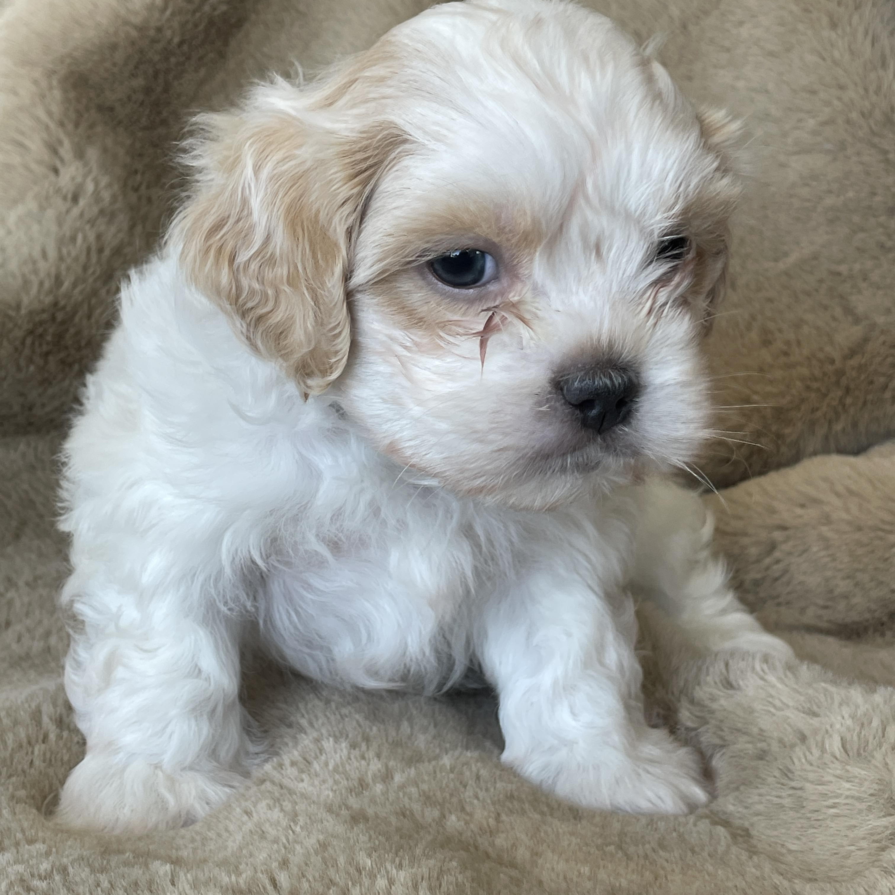 Enlarge Dash Pudding, a Adoption Pending Shih Tzu in Andover, MA image 2/6
