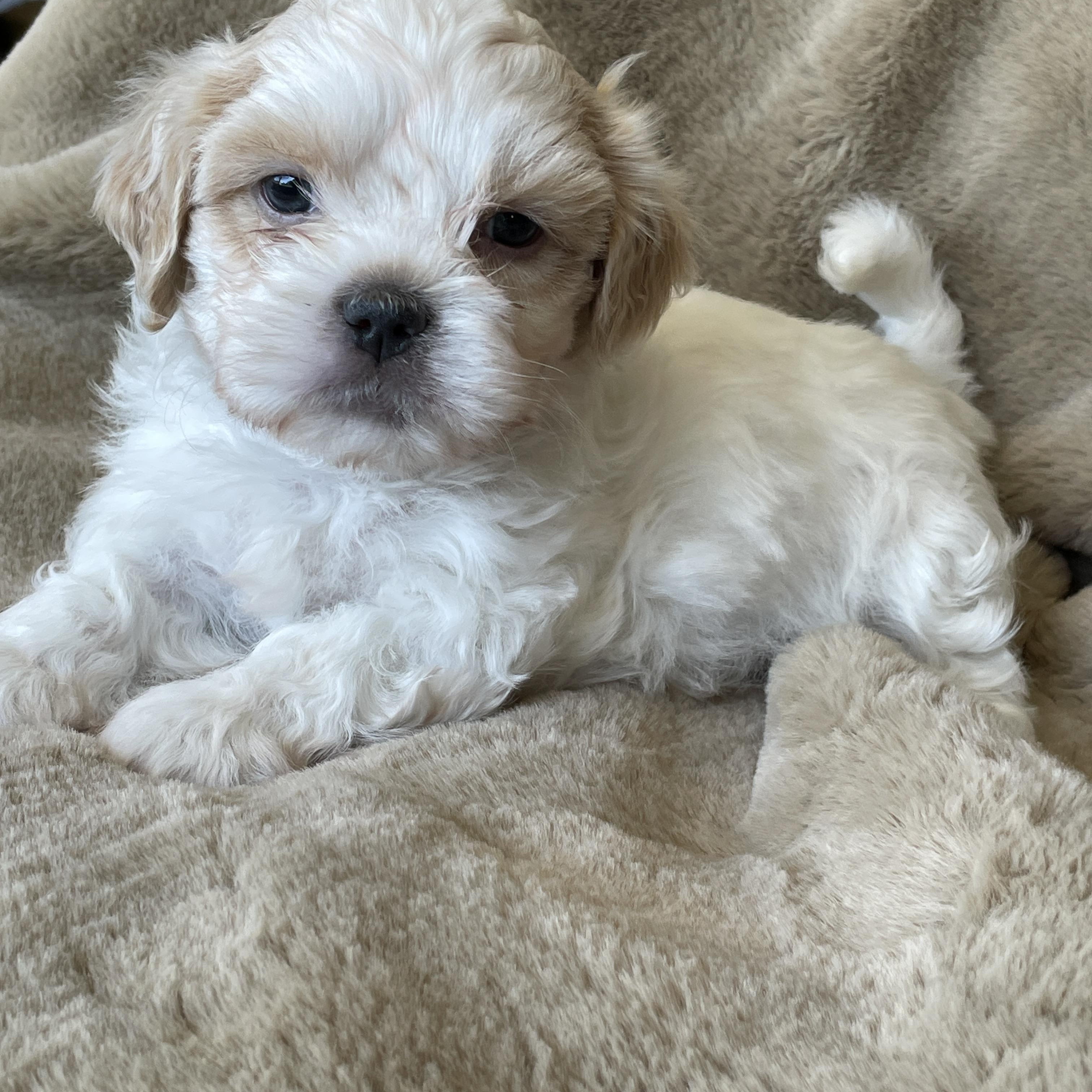 Enlarge Dash Pudding, a Adoption Pending Shih Tzu in Andover, MA image 1/6