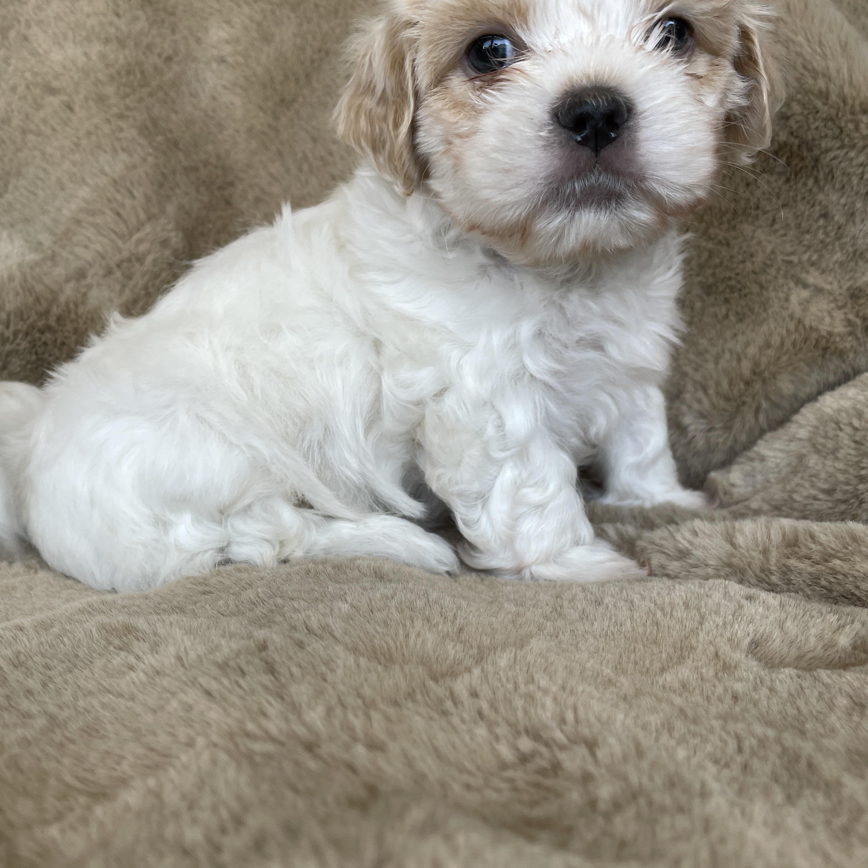 Enlarge Dash Pudding, a Adoption Pending Shih Tzu in Andover, MA image 5/6