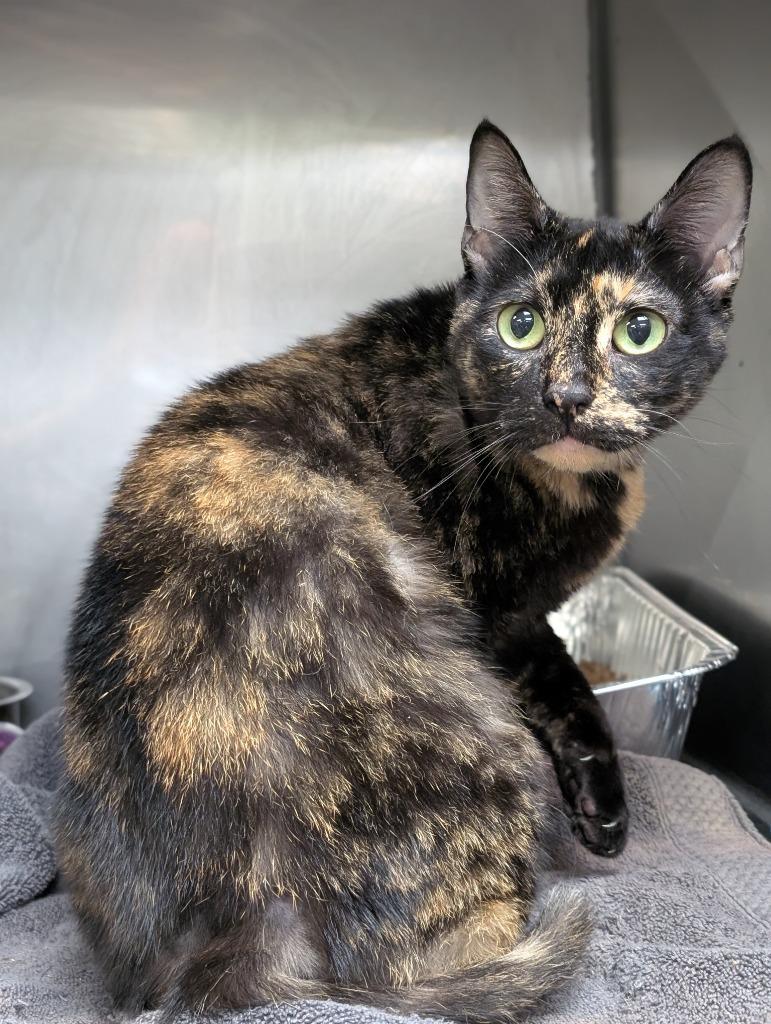 Turtle, Adoptable, Young Female Domestic Short Hair.