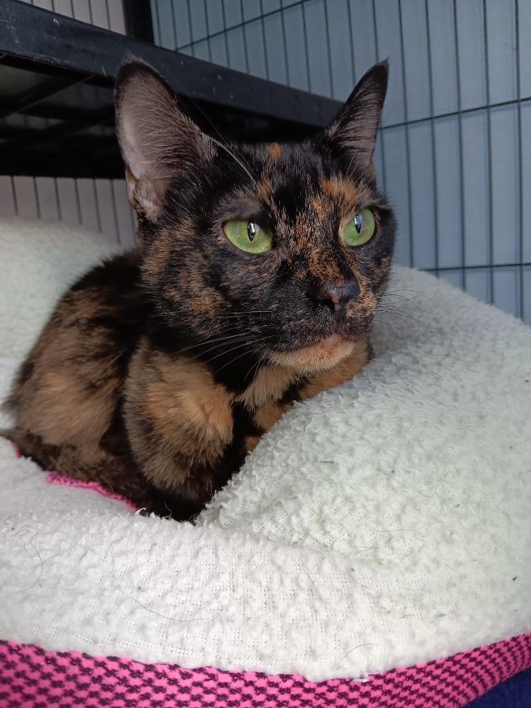 Enlarge Turtle, a Adoptable mixed breed in New Braunfels, TX image 2/2