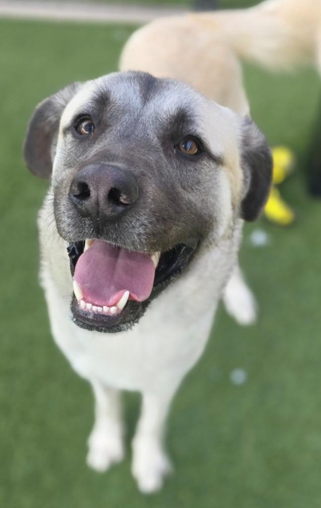 Enlarge Leon, a Adoptable Anatolian Shepherd in Little Elm, TX image 3/3