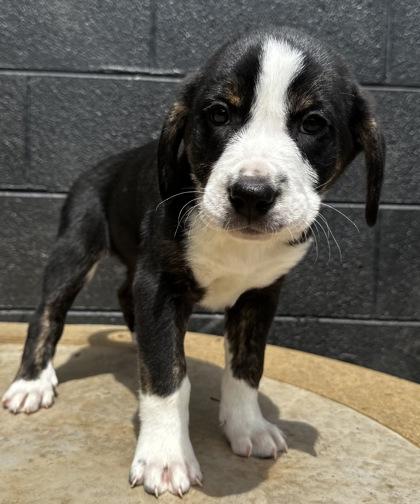 Eugene H Krabs, Adoptable, Puppy Male Bluetick Coonhound & Mixed Breed.