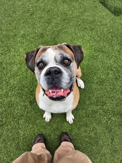 Tyson, Adoptable, Adult Male Mixed Breed & Mixed Breed.