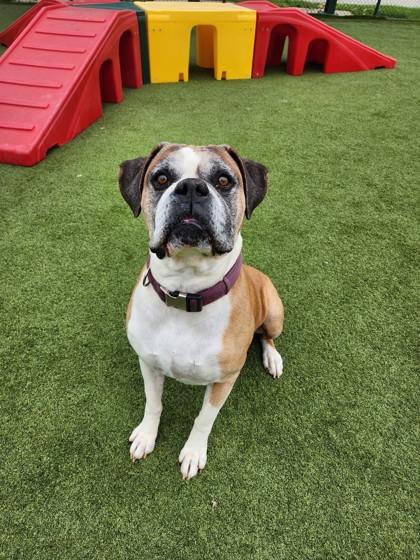 Enlarge Tyson, a Adoptable mixed breed in Independence, MO image 2/3