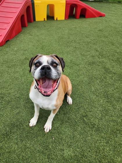 Enlarge Tyson, a Adoptable mixed breed in Independence, MO image 3/3