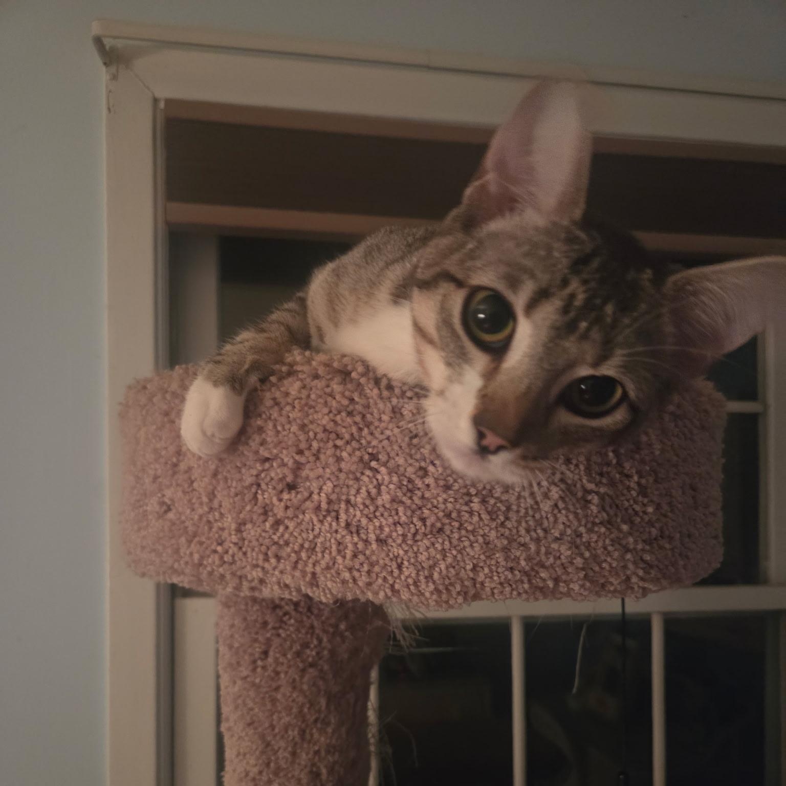 Enlarge Echo, a ADOPTABLE Domestic Short Hair in LAKE HOPATCONG, NJ image 4/4