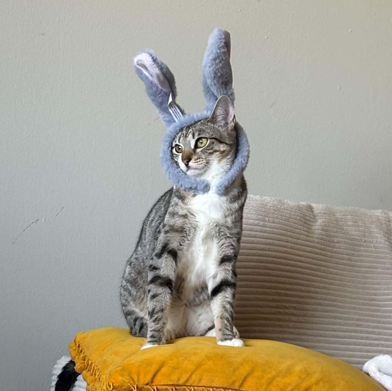 Echo, ADOPTABLE, Young Female Domestic Short Hair.