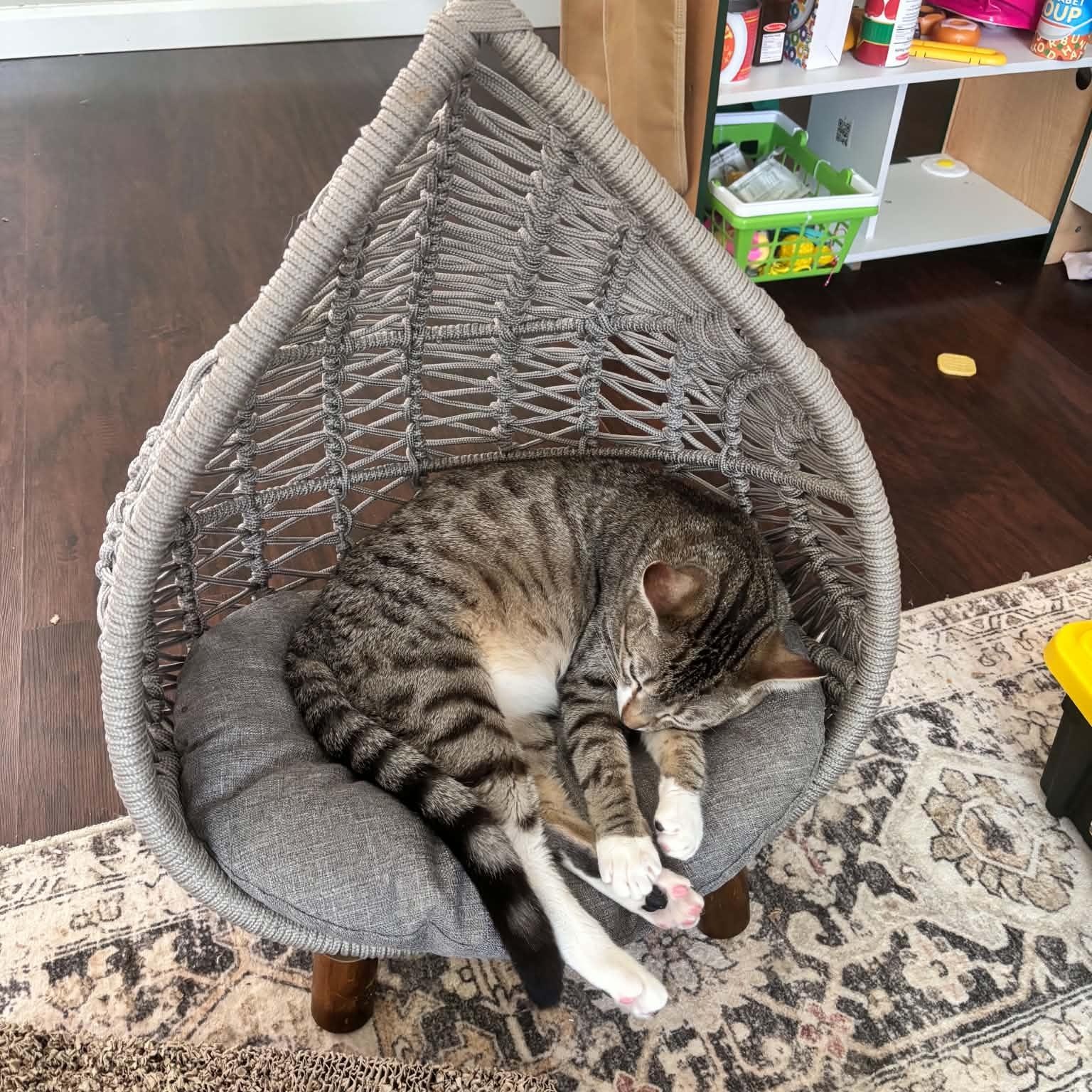 Enlarge Echo, a ADOPTABLE Domestic Short Hair in LAKE HOPATCONG, NJ image 2/4