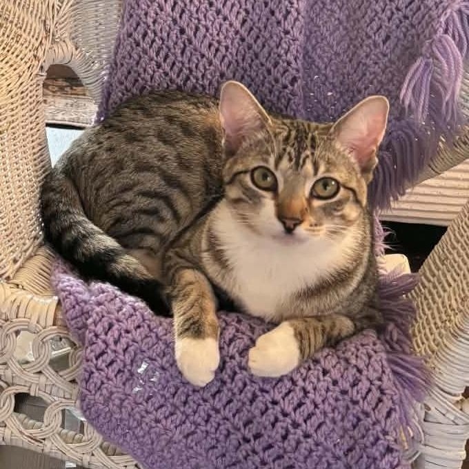 Enlarge Echo, a ADOPTABLE Domestic Short Hair in LAKE HOPATCONG, NJ image 3/4
