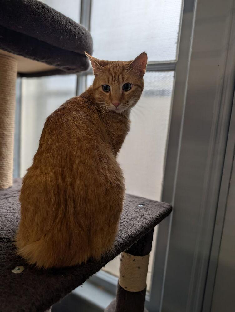 Cheddar, Adoptable, Young Male Domestic Short Hair.