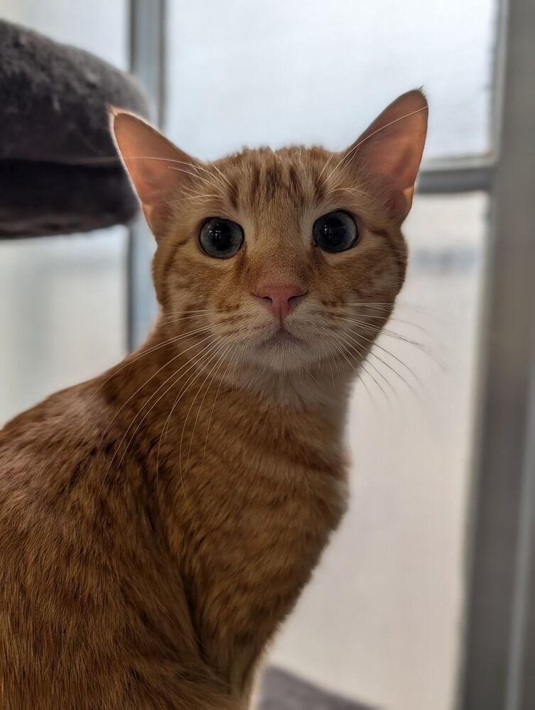 Cheddar, a Adoptable Domestic Short Hair in McPherson, KS image 2/3