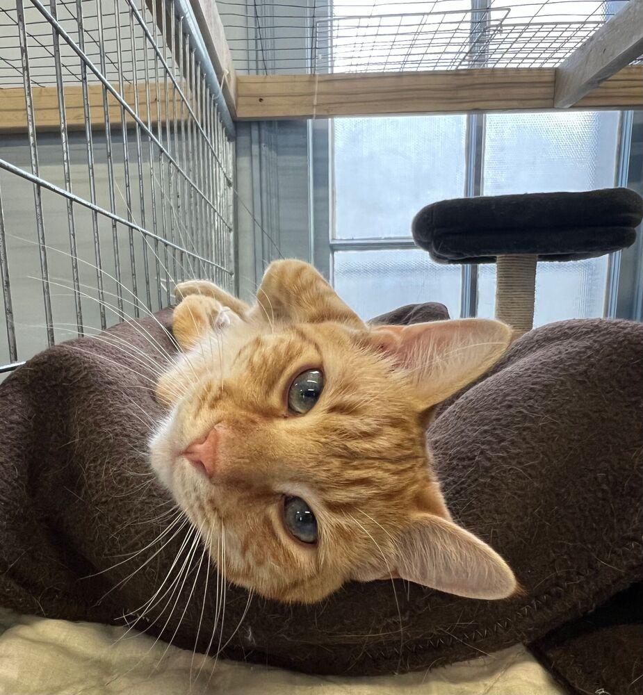 Cheddar, a Adoptable Domestic Short Hair in McPherson, KS image 3/3