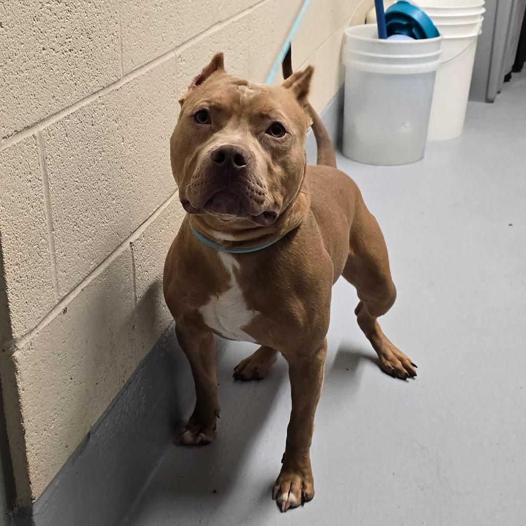 Groot, Adoptable, Young Male Pit Bull Terrier & Mixed Breed.