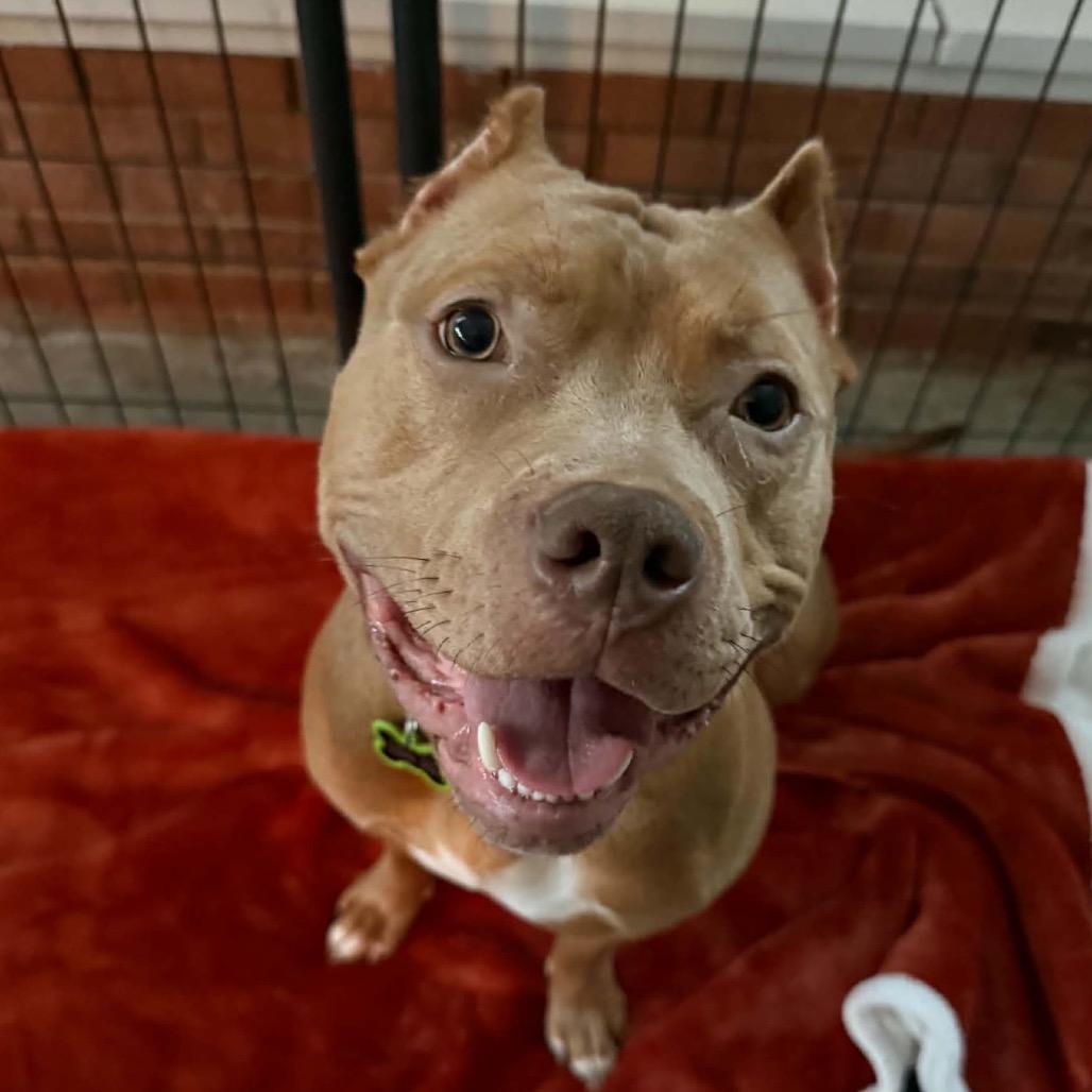 Enlarge Groot, a Adoptable mixed breed in Concord, NC image 2/6