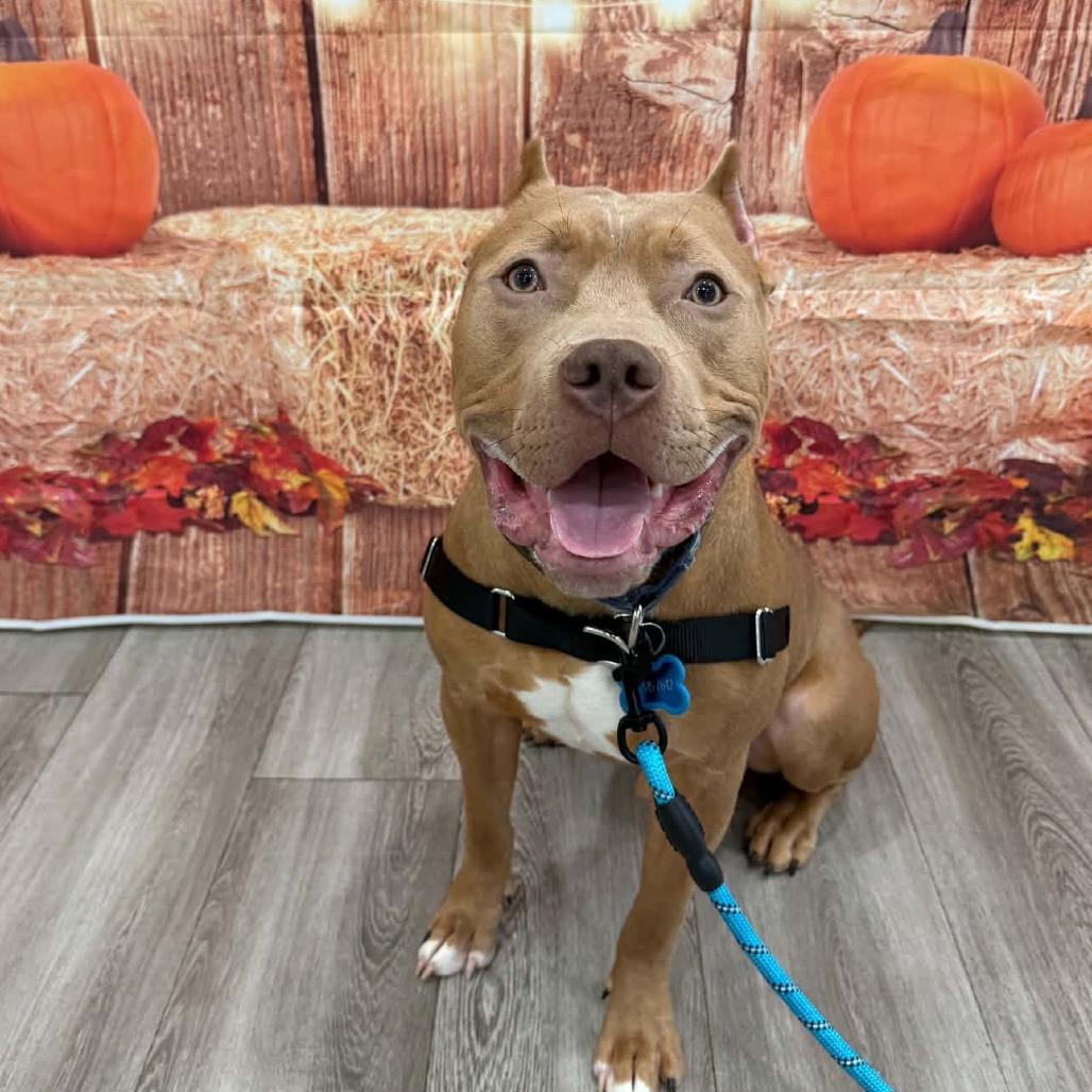 Enlarge Groot, a Adoptable mixed breed in Concord, NC image 3/6