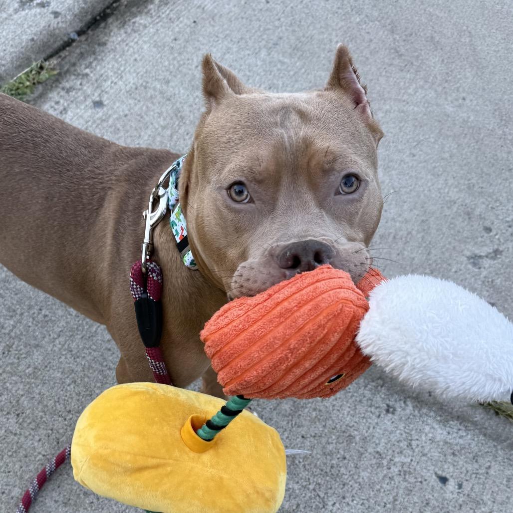 Enlarge Groot, a Adoptable mixed breed in Concord, NC image 4/6