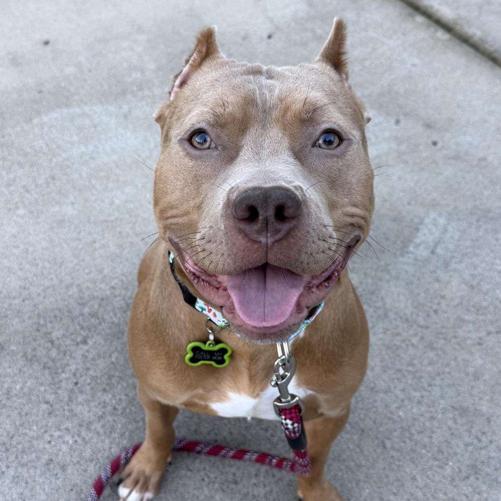 Enlarge Groot, a Adoptable mixed breed in Concord, NC image 5/6