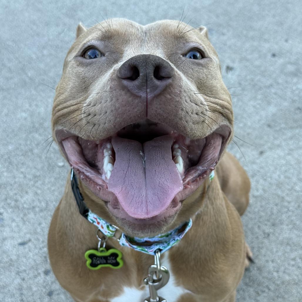 Enlarge Groot, a Adoptable mixed breed in Concord, NC image 6/6