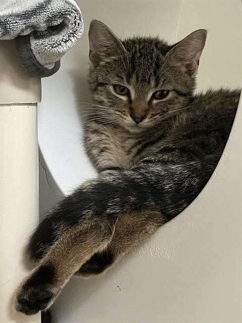 Enlarge FUNYUNS, a Adoptable Domestic Short Hair in Boston, MA image 1/1