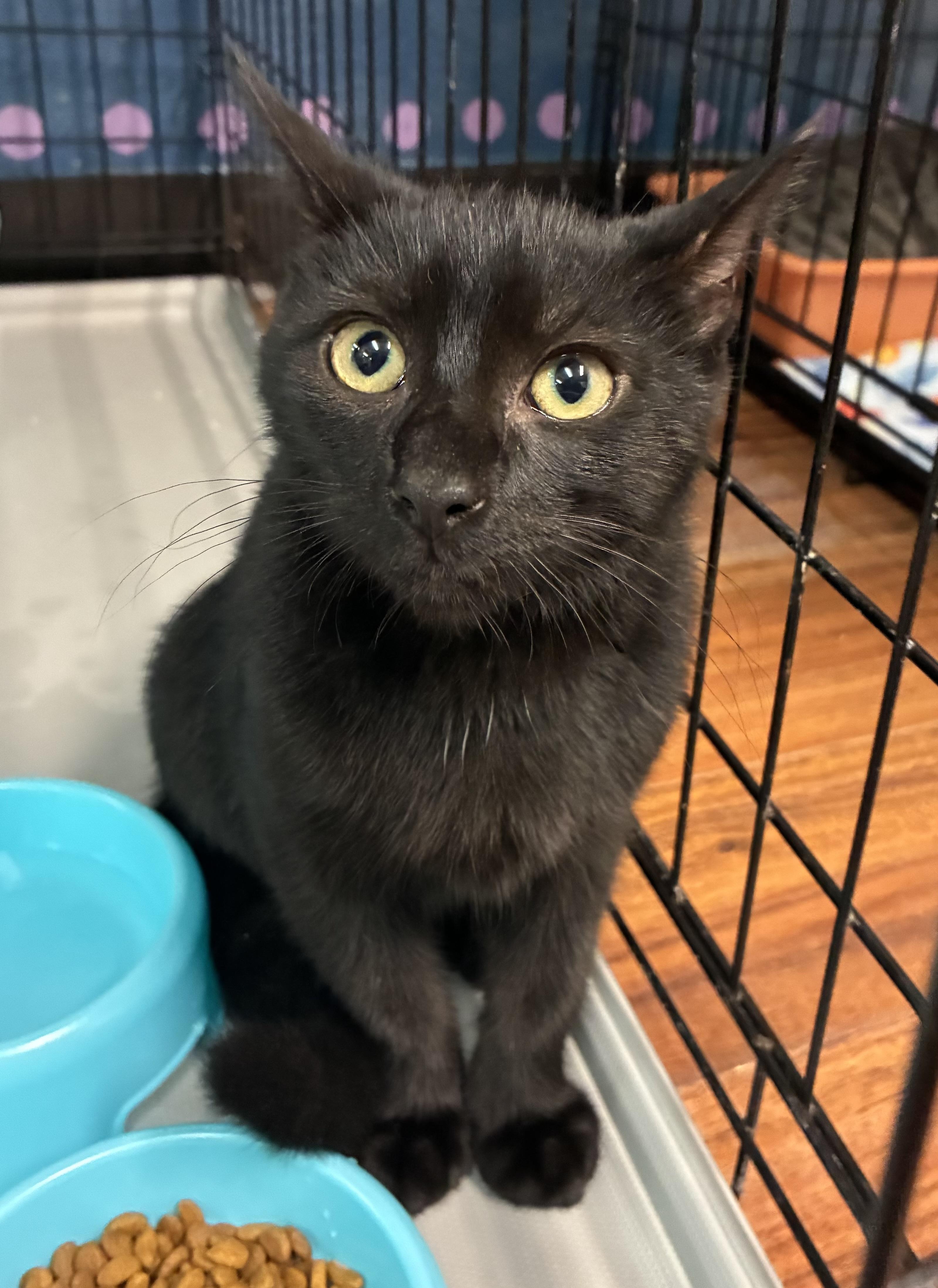 Enlarge Mbappe, a ADOPTABLE Domestic Short Hair in Breinigsville, PA image 1/2