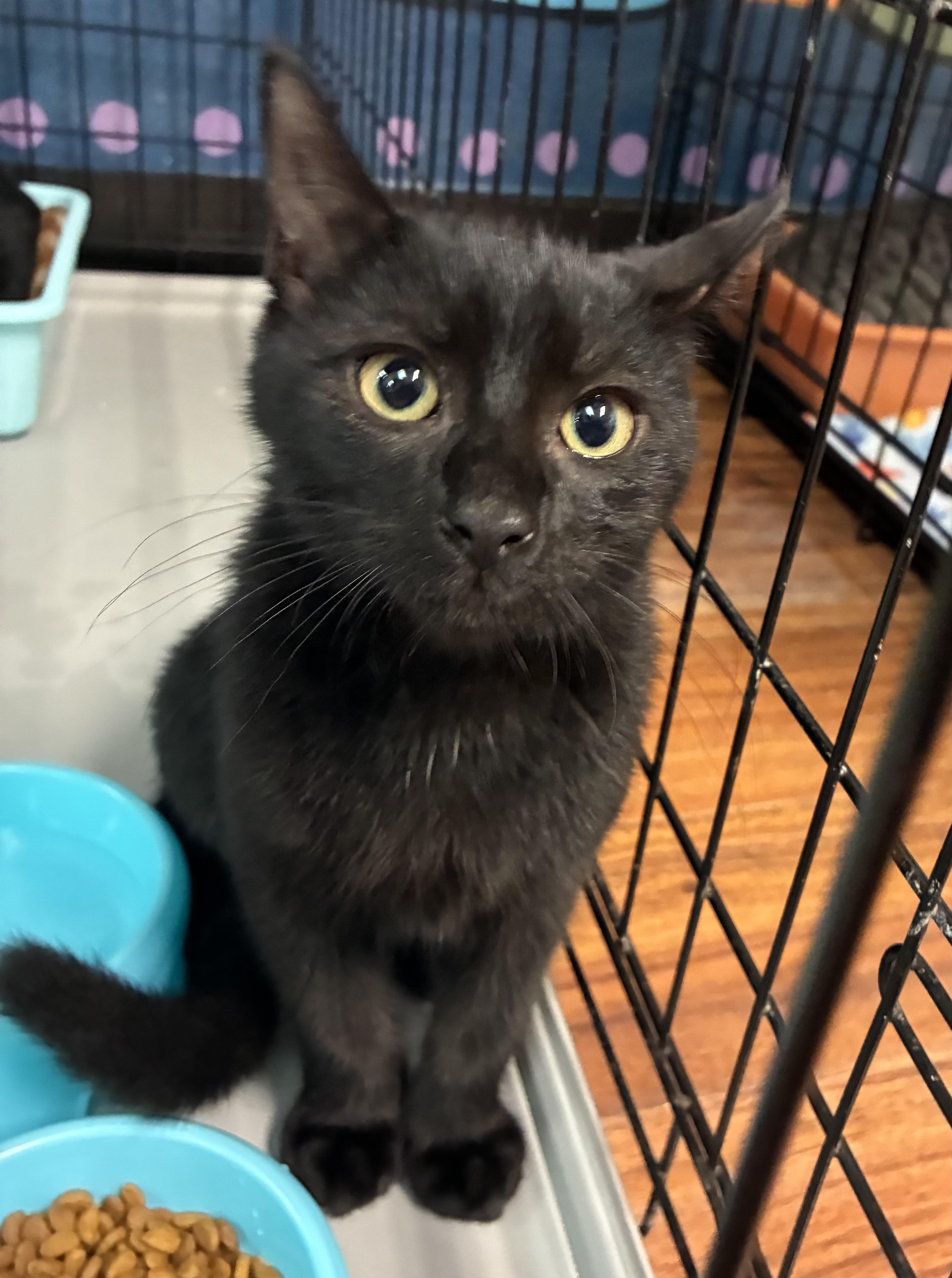 Enlarge Mbappe, a ADOPTABLE Domestic Short Hair in Breinigsville, PA image 2/2