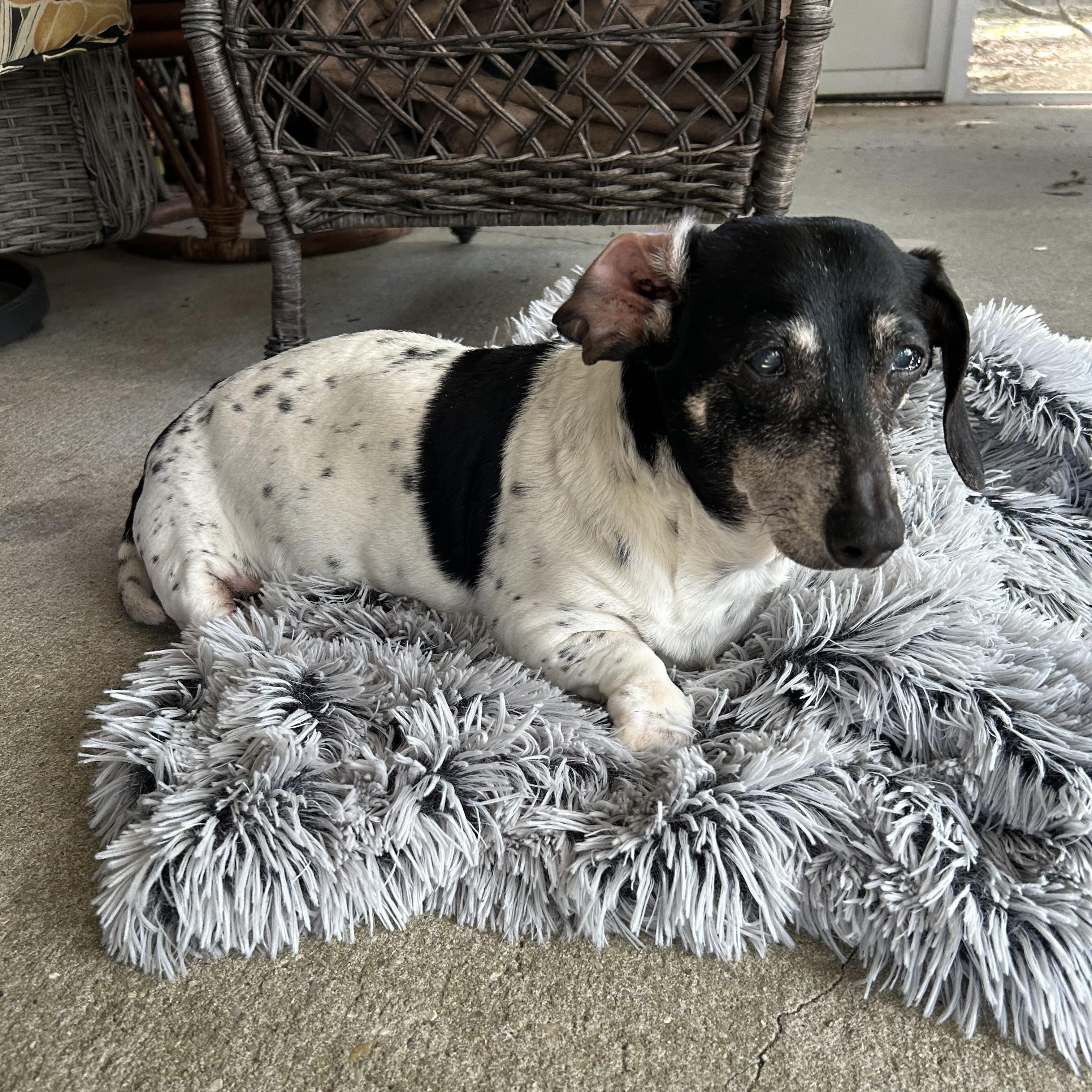 Gracie, a ADOPTABLE Dachshund in Mary Esther, FL image 2/3