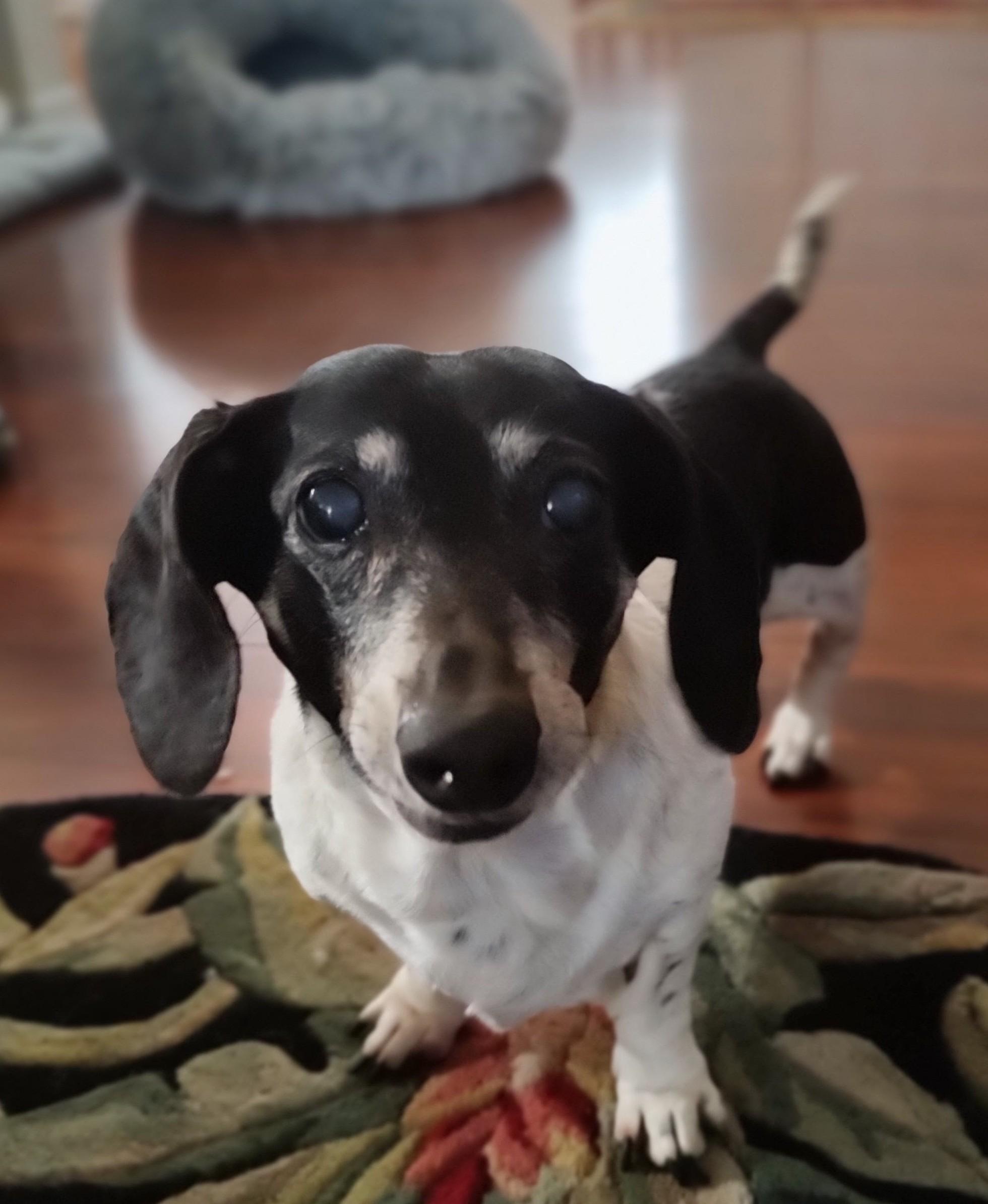 Gracie, a ADOPTABLE Dachshund in Mary Esther, FL image 1/3