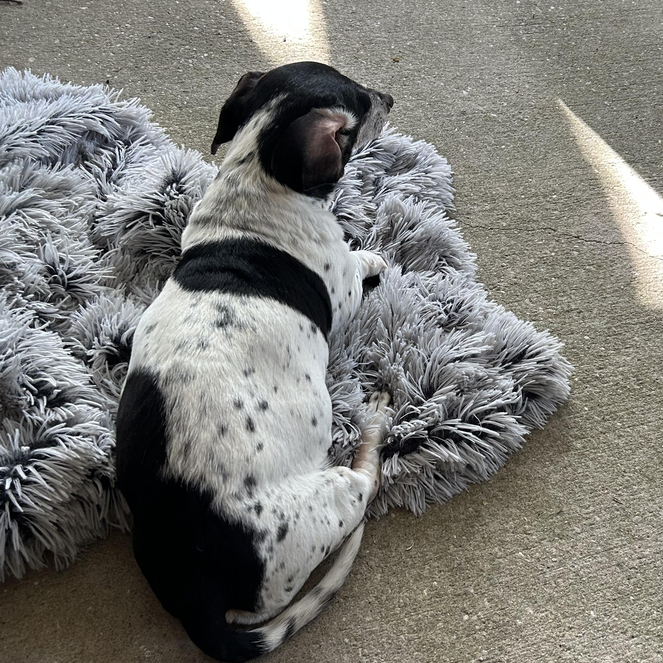 Gracie, a ADOPTABLE Dachshund in Mary Esther, FL image 3/3