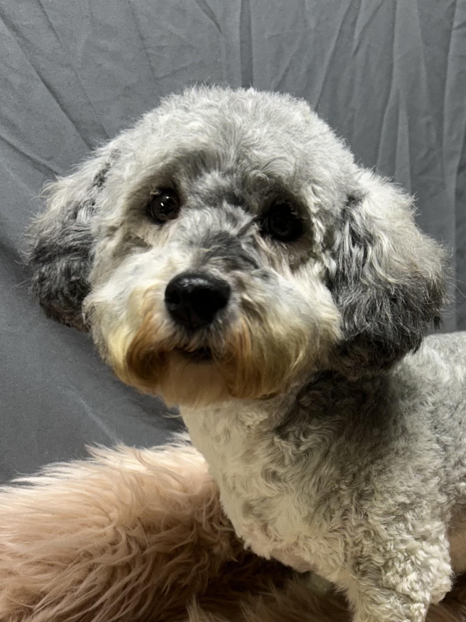 Enlarge ANNIE, a Adoptable Havanese in Elyria, OH image 2/5