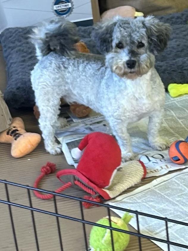 ANNIE, Adoptable, Adult Female Havanese.