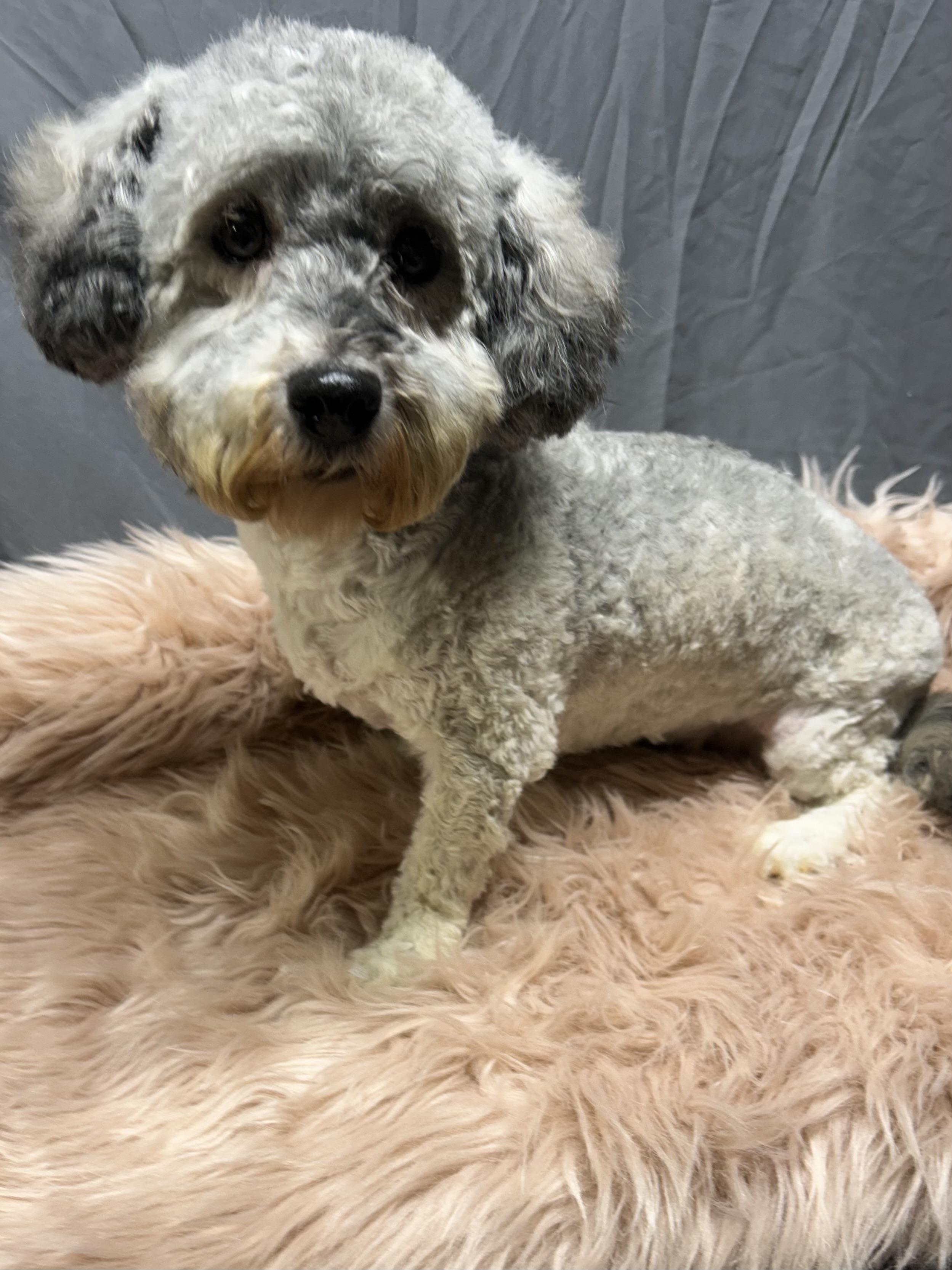 Enlarge ANNIE, a Adoptable Havanese in Elyria, OH image 4/5