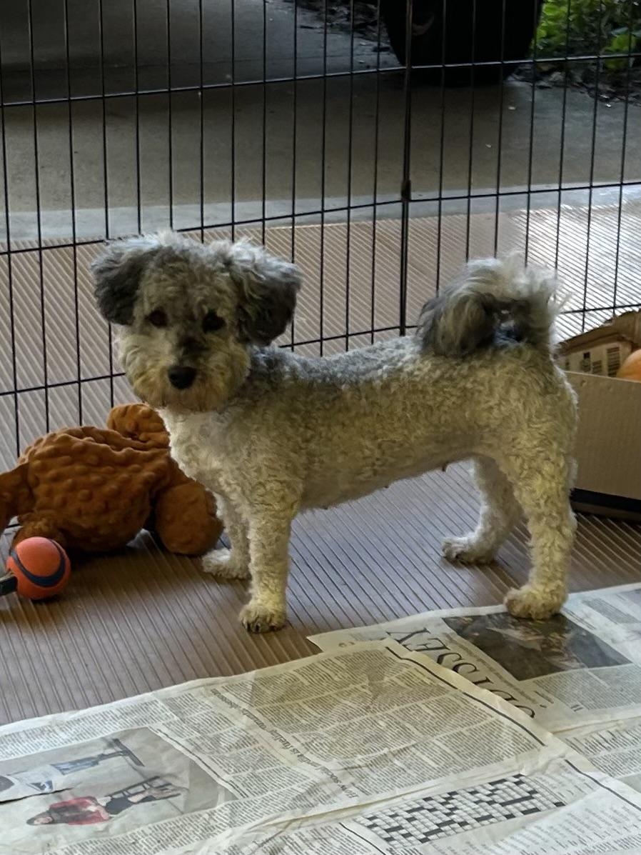 Enlarge ANNIE, a Adoptable Havanese in Elyria, OH image 5/5